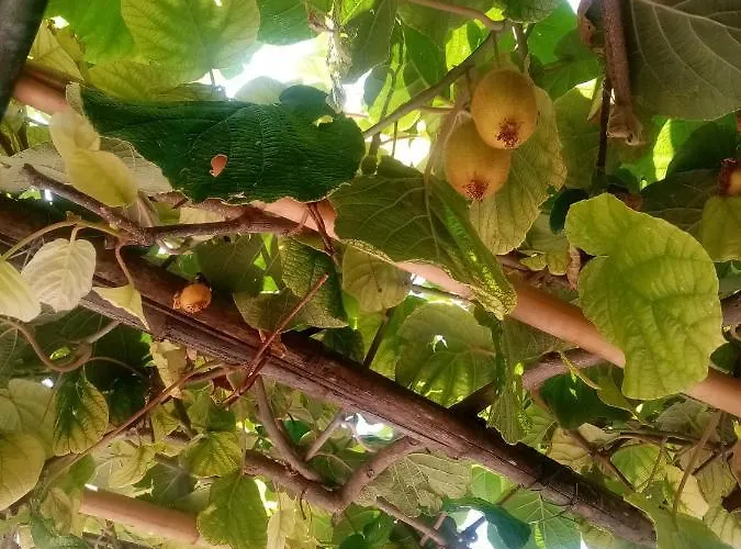 Bel Apartman Motovun